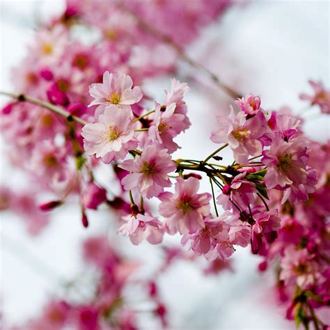 Cherry Blossoms Digital Art By Ilze Lucero Fine Art America