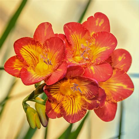 Red And Yellow Freesia Bi Color Bulbs For Sale Fragrant Easy To
