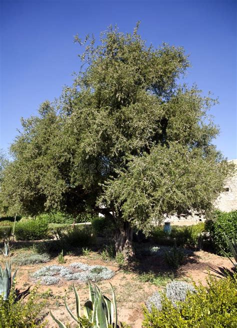 Argan Trees In Morocco Stock Image Image Of Tree Plants 29787033