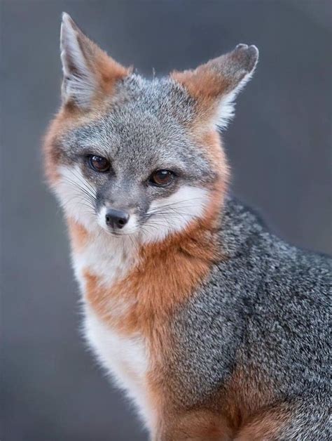 Grey Fox Nature Animals Animals And Pets Beautiful Creatures Animals