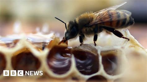 Bee Crisis Eu Court Backs Near Total Neonicotinoids Ban