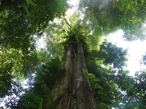 Borneo Forest And Other Highlights In Brunei Asabbatical