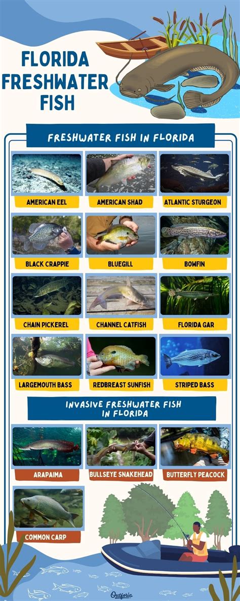 Freshwater Fish Species In Florida 2024 Id Pics