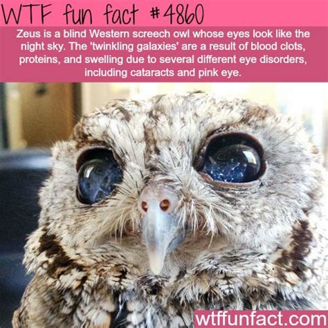 35 fun and wtf facts to expand your mind wow gallery ebaum s world