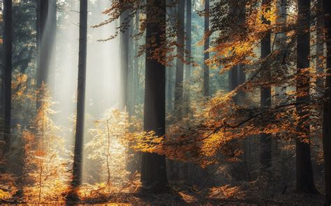 Nature Landscape Forest River Fall Leaves Sun Rays Mist Sunlight Trees Morning Germany Water