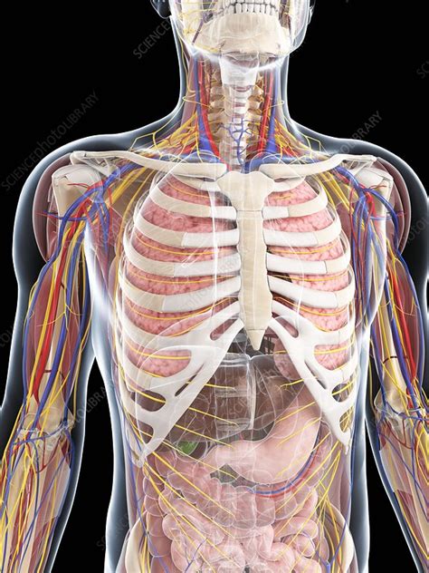Male Anatomy Artwork Stock Image F0068453 Science Photo Library