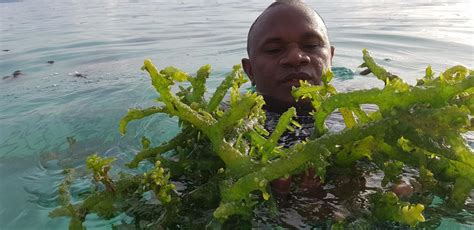 Global Seaweed Initiative The Pacific Community