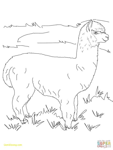 25 Best How To Draw An Alpaca Coloring Book Art Alpaca Drawing