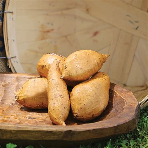 White Yam Sweet Potato Sweet Potatoes Vermont Bean