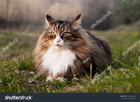8580 Norwegian Forest Cat Images Stock Photos And Vectors Shutterstock