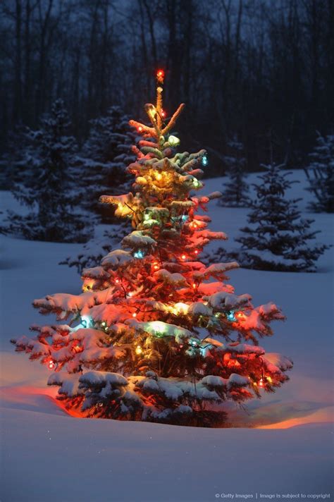 Image Detail For Christmas Tree With Lights Outdoors In The Forest