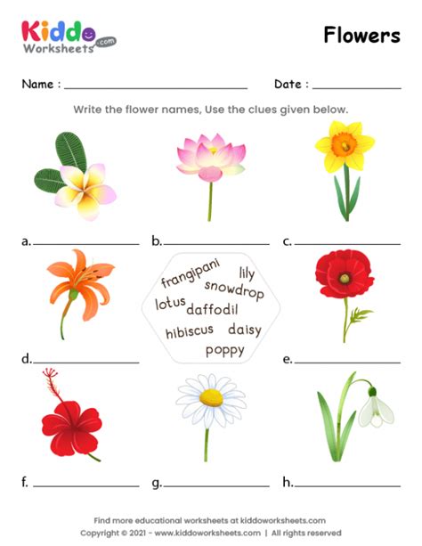 Free Printable Flowers Worksheets For Kindergarten
