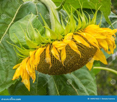 Yellow Sunflower Close Up Suflower Blossom Side View Stock Photo