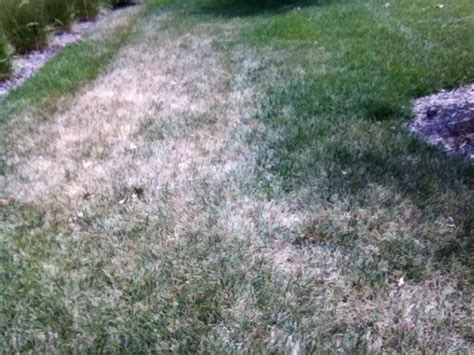 Tall Fescue K State Turf And Landscape Blog