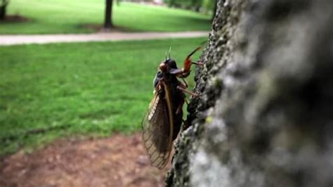 Massive Swarm Of Cicadas Emerge For First Time After 17 Years