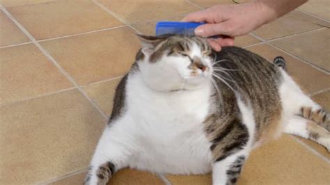 Peinando A Un Lindo Gatito Gordo Combing A Cute Fat Cat