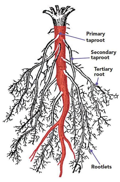 How To Care For Plants With Taproots Finegardening Root Diagram