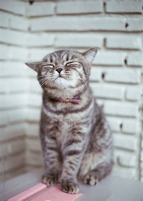 Cute Kitten Beautiful Kitten Sitting On A Box By Jovo Jovanovic Cat