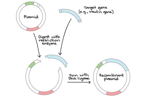 Plasmids Are Extremely Useful In Recombinant Dna Technology