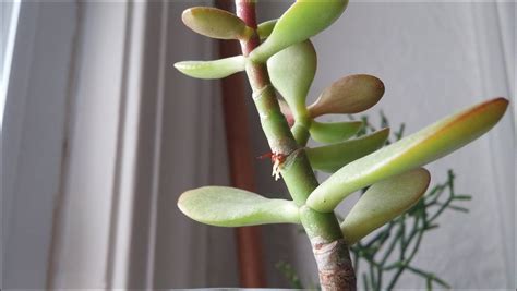 Succulent Growing Roots From Stem The Garden