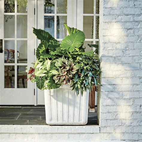 Shady Ladies Containers For Covered Porches Container Plants