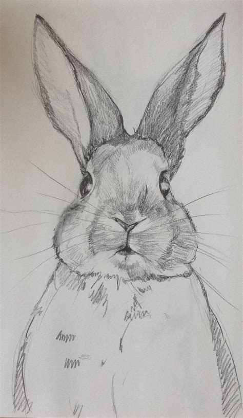 Cute Rabbit Drawing Realistic Bunny Drawing