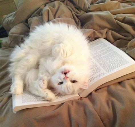 22 Cats That Want Your Attention The Exact Moment You Begin Reading Top13