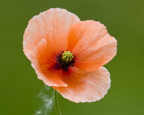 Good Witches Magickal Flowers And Herbs Poppy