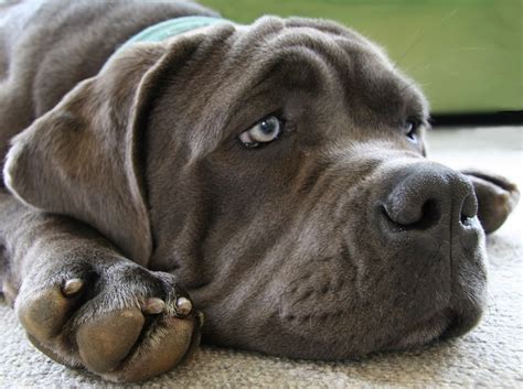 5 Common Dog Fears You Need To Know About