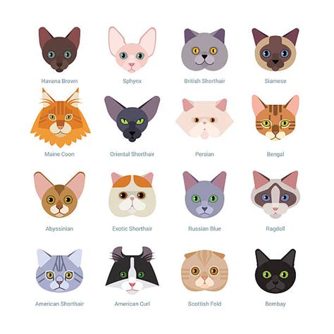 The best selection of royalty free cat face vector art, graphics and stock illustrations. Best Cats Illustrations, Royalty-Free Vector Graphics & Clip Art - iStock