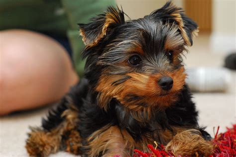 Yorkie Puppy Basic Care Love Your Yorkie