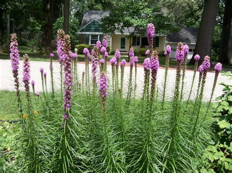 List Of Recommended Deer Resistant Perennials For Northeast