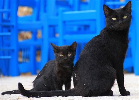 Gato Negro Simbolismo Razas Y Comportamiento 2022