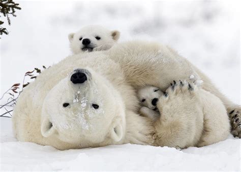 Polar Bears Species Facts Info And More Wwfca