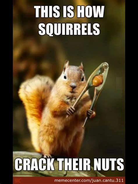 Pin By Lori Reynolds On Best Animal Memes Squirrel Funny Funny
