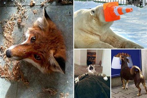 These Are The Biggest Animal Fails Of All Time From Clumsy Cats To