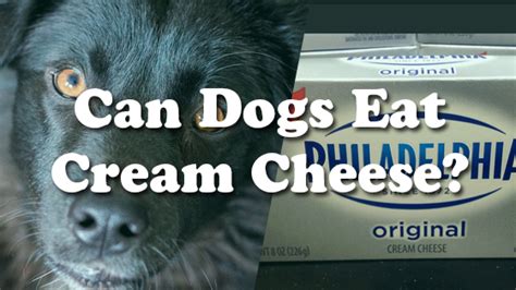 Things that are generally safe for canines include cottage cheese and plain. Can Dogs Eat Cream Cheese? | Pet Consider