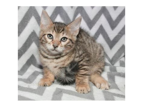 Paintedcats is a small bengal cat breeder located in milwaukee wisconsin. Bengal Kittens for Sale near Milwaukee Wisconsin | Petland ...