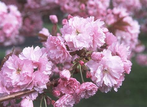 Prunus Kanzan Flowering Cherry Tree Best Flower Site