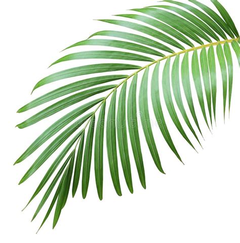 Green Leaf Of Palm Tree On White Stock Photo Image Of Isolated Curl