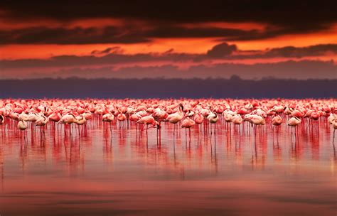 Kenya Connection Lake Nakuru Flamingos A New Friend Travelupdate