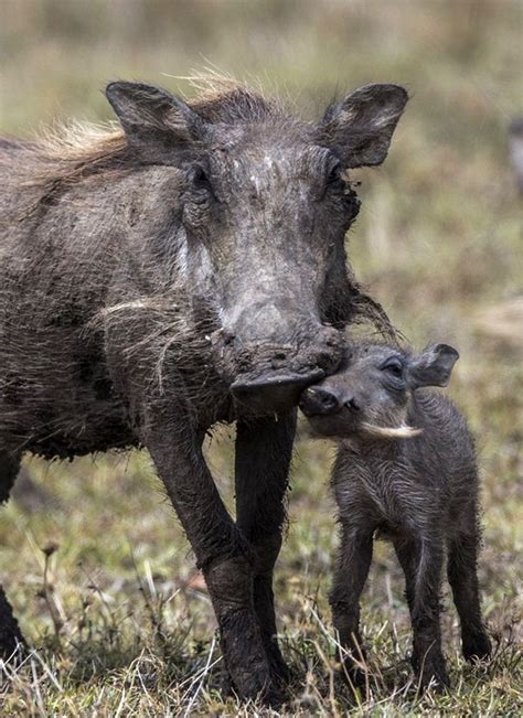 17 Best Images About Warthog On Pinterest Africa Addo