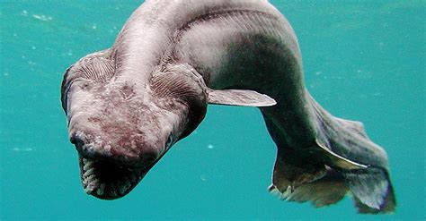 11 Truly Nightmare Inducing Deep Sea Creatures That Barely Seem Real