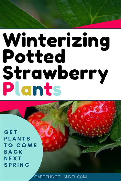How To Winterize Potted Strawberry Plants