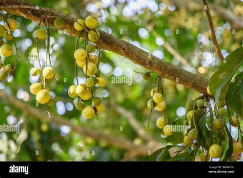 Langsat Fruits Hanging From Tree Branches In Orchard Stock Photo Alamy