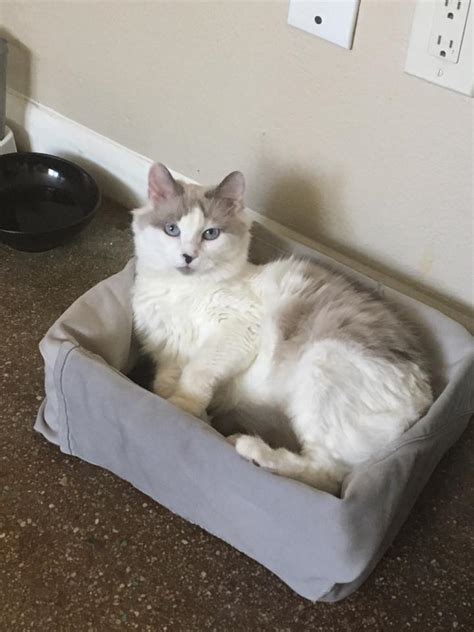 Lost Cat Domestic Medium Hair In Colorado Springs Co Lost My Kitty