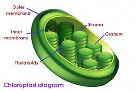 Below are the other parts of the cell that work with the chloroplast to make photosynthesis happen. The chloroplast is where the photosynthesis in a plant ...