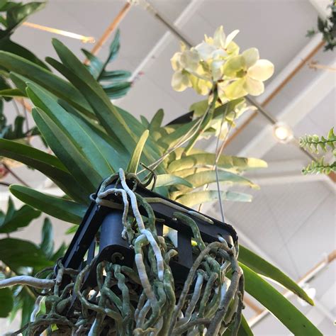 Our Top Tips For Vanda Orchids