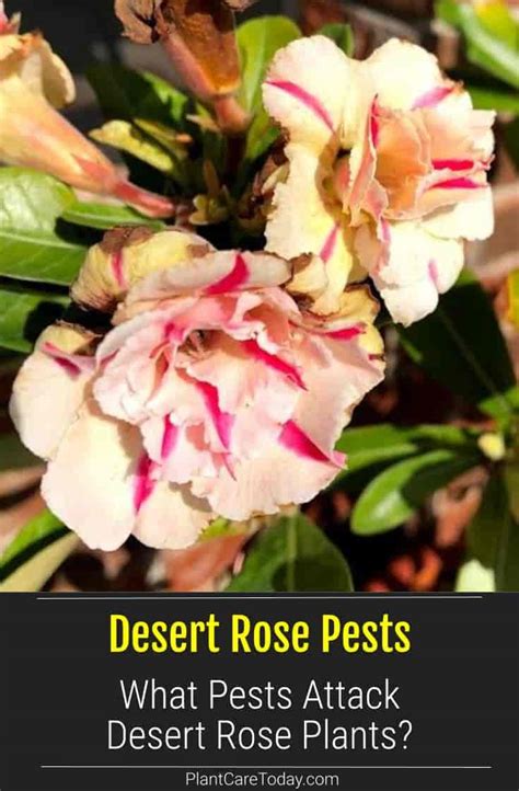 Tips On Controlling Adenium Desert Rose Pests And Diseases