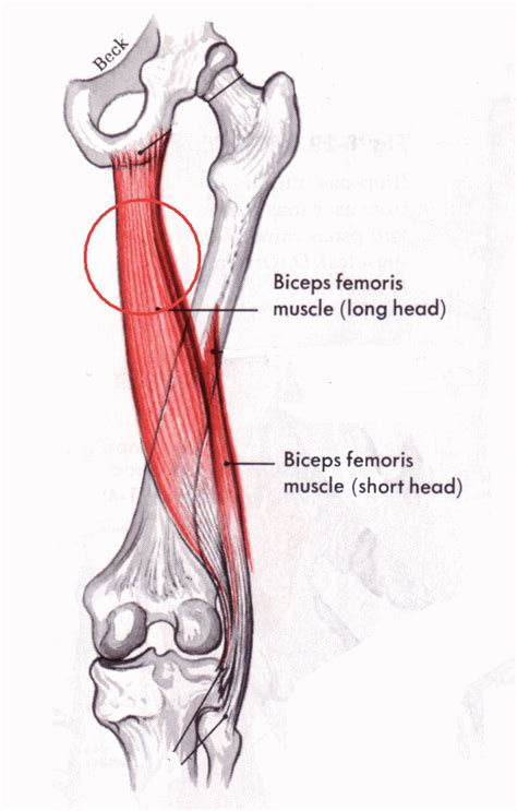The conjoint tendon can be describe as a layer of connective tissue which connects the pelvis to the transversus abdominis, the deepest of the 4 muscles of the abdomen. Flashcards - Muscles of the leg, the nervous system, and ...